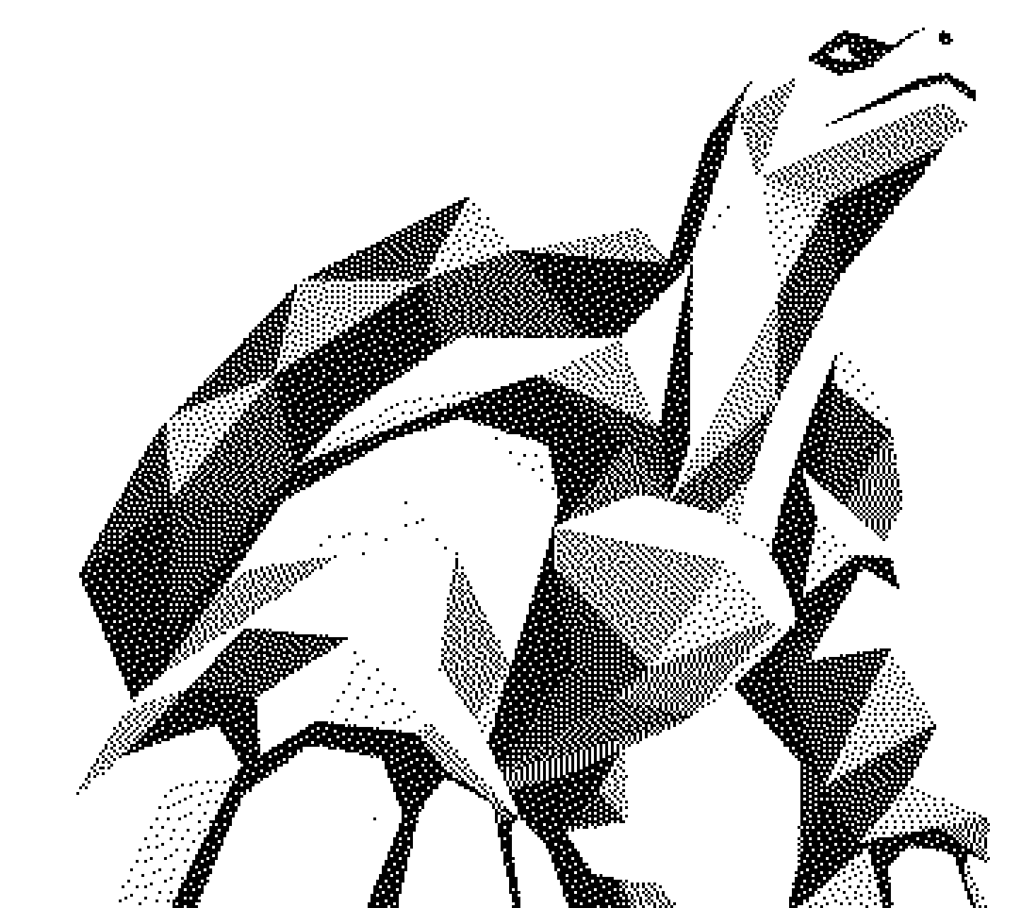 Terrapene turtle